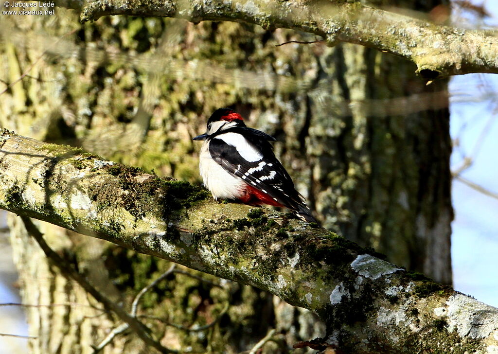 Great Spotted Woodpecker