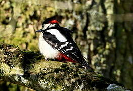 Great Spotted Woodpecker