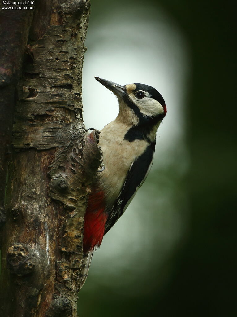 Great Spotted Woodpecker