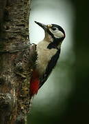 Great Spotted Woodpecker