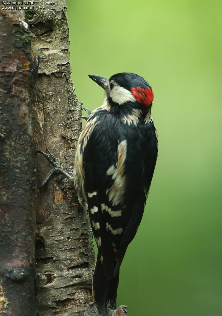 Great Spotted Woodpecker