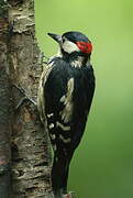 Great Spotted Woodpecker