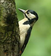 Great Spotted Woodpecker