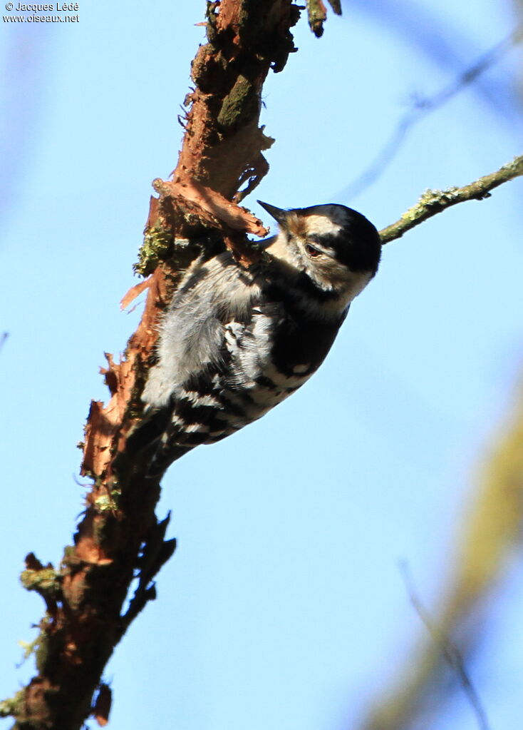 Lesser Spotted Woodpecker