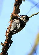 Lesser Spotted Woodpecker