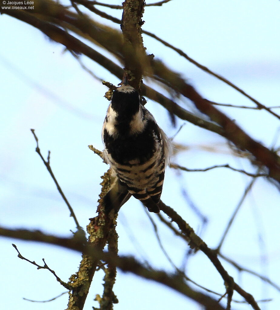 Lesser Spotted Woodpecker