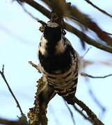 Lesser Spotted Woodpecker