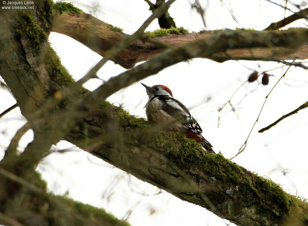 Middle Spotted Woodpecker