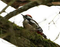 Middle Spotted Woodpecker