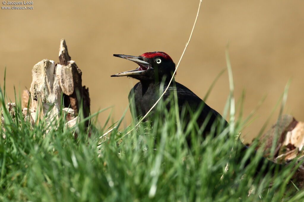 Black Woodpecker