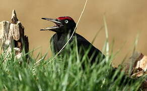 Black Woodpecker