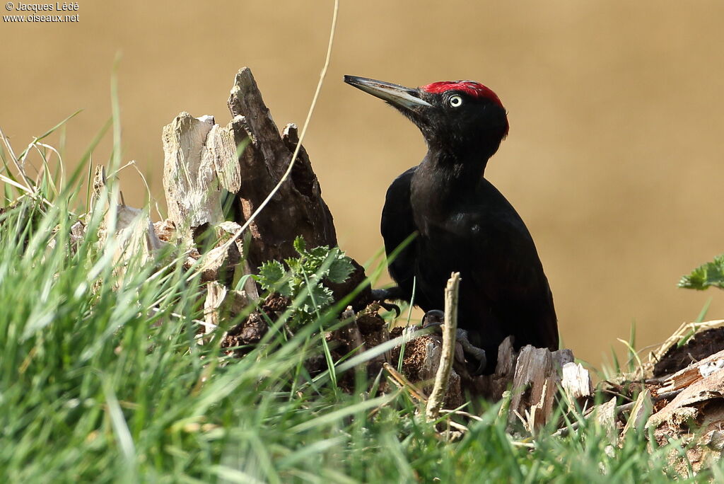 Black Woodpecker