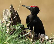 Black Woodpecker