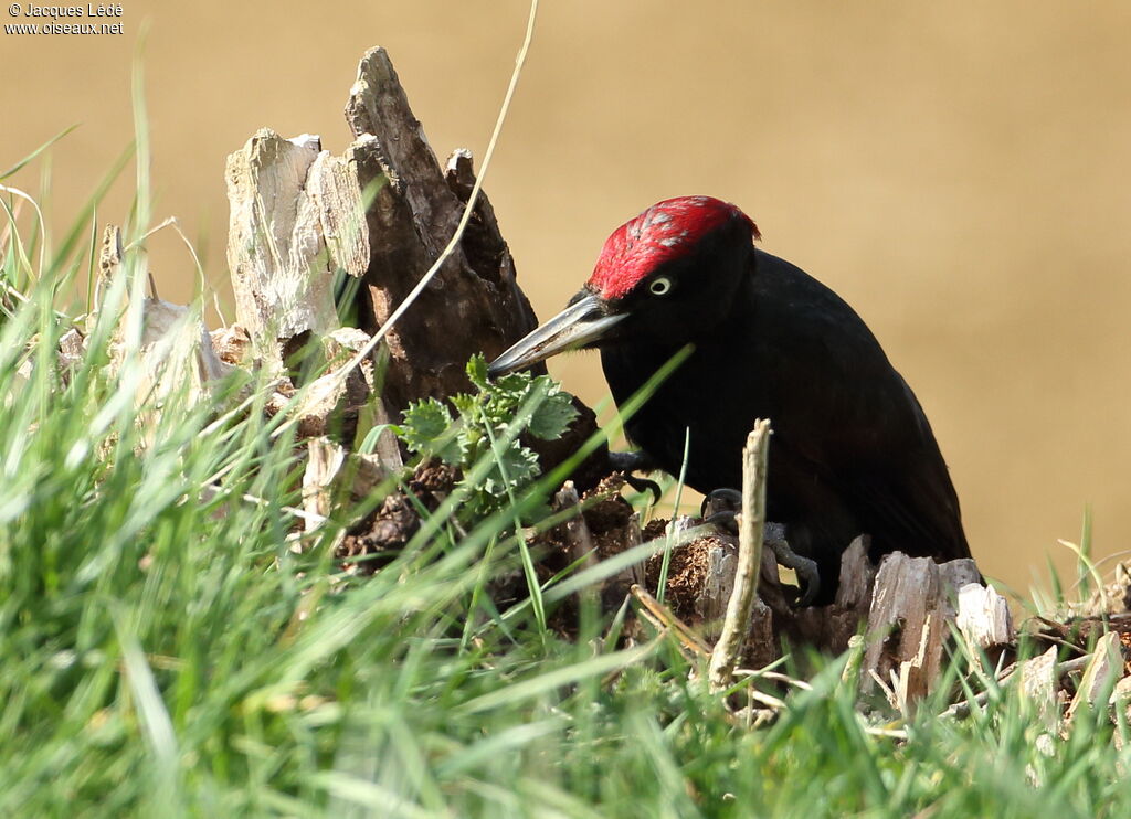 Black Woodpecker