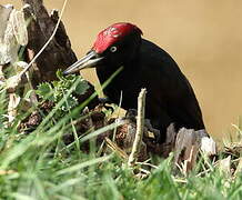 Black Woodpecker