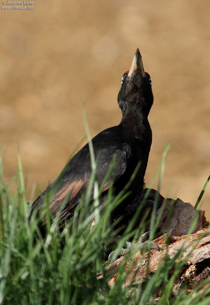 Black Woodpecker