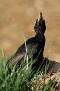 Black Woodpecker