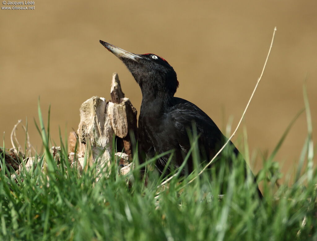 Black Woodpecker