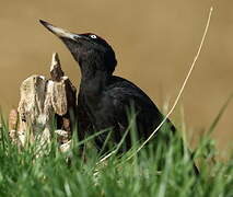 Black Woodpecker