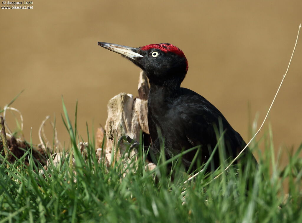 Black Woodpecker