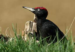 Black Woodpecker