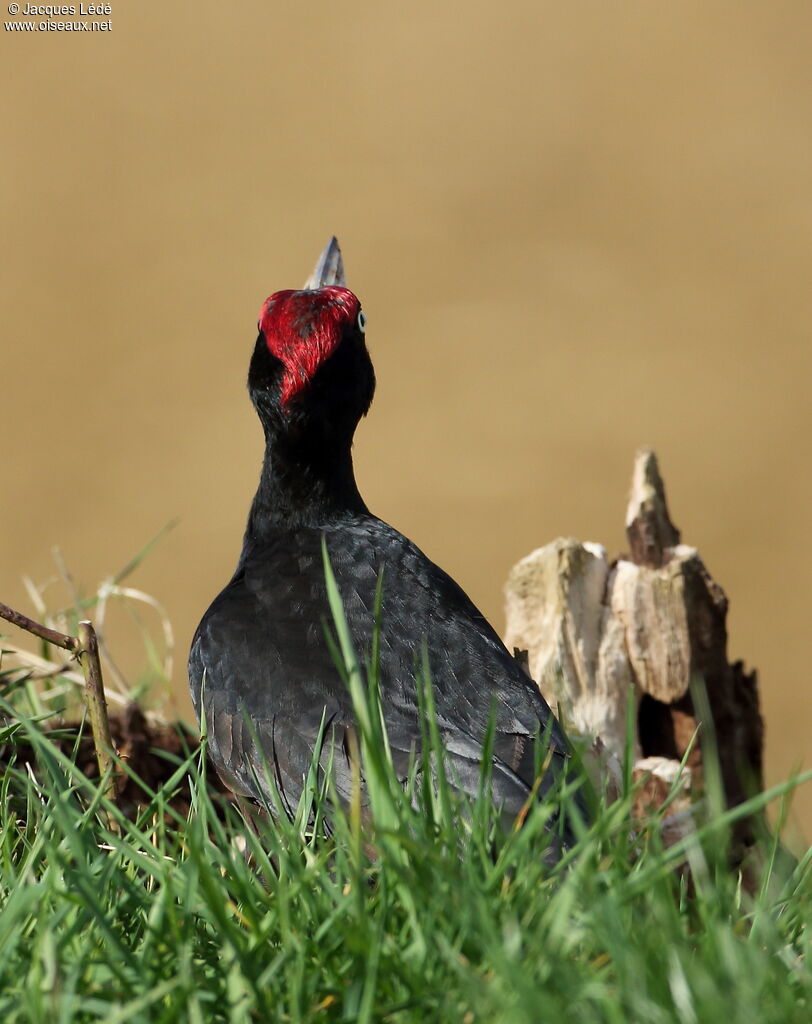 Black Woodpecker