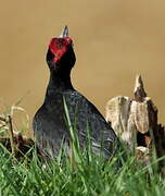 Black Woodpecker