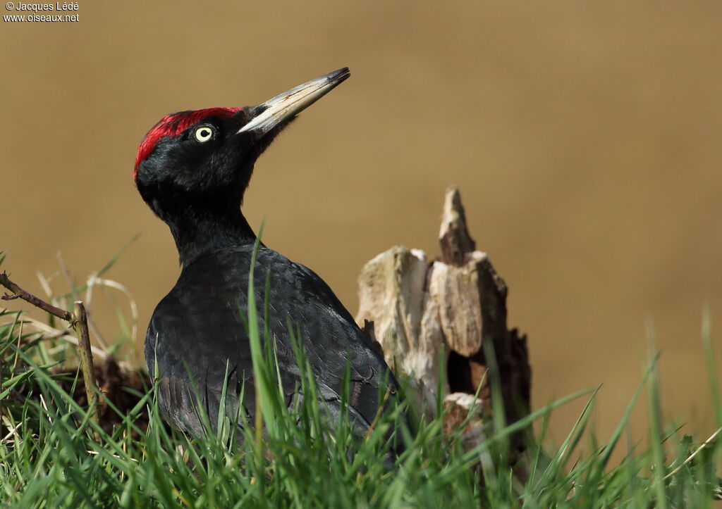 Black Woodpecker