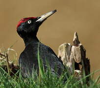 Black Woodpecker