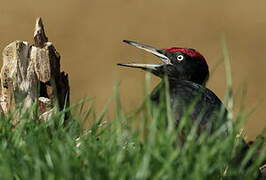 Black Woodpecker