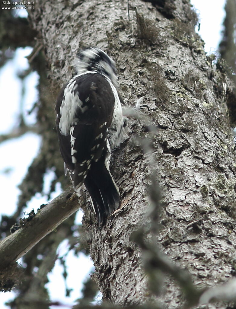 Eurasian Three-toed Woodpecker