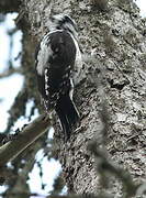 Eurasian Three-toed Woodpecker