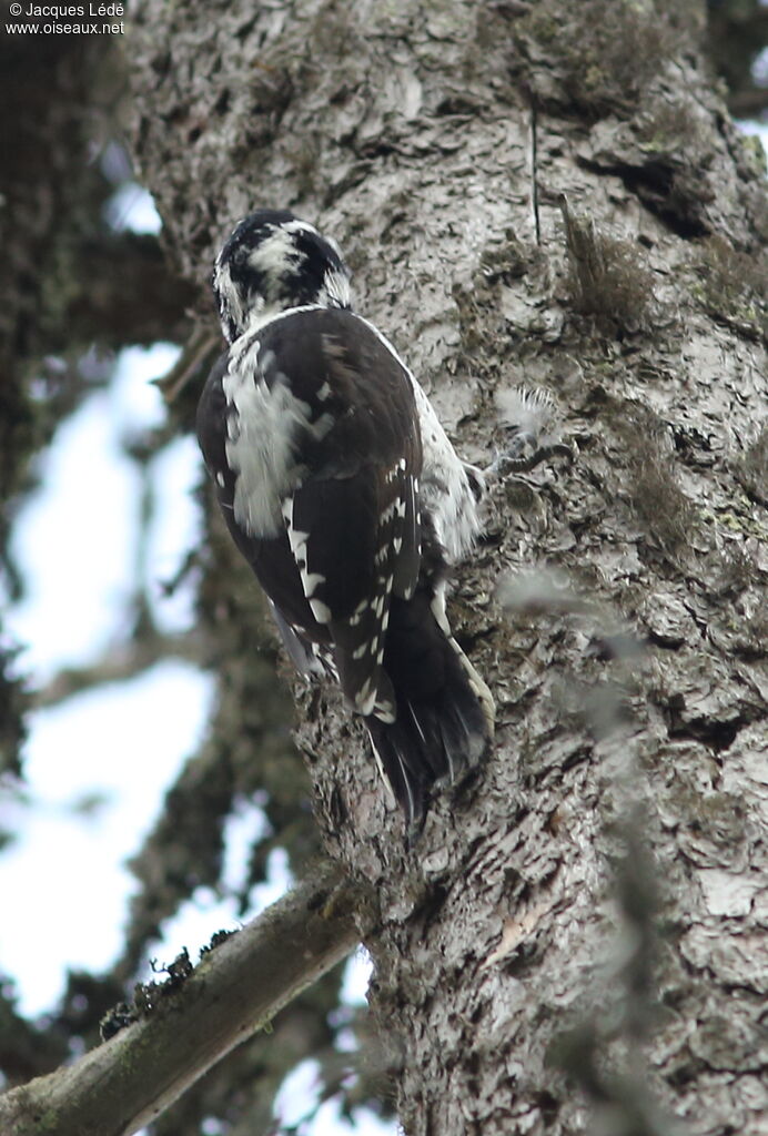 Eurasian Three-toed Woodpecker