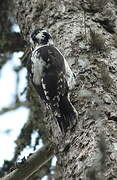 Eurasian Three-toed Woodpecker