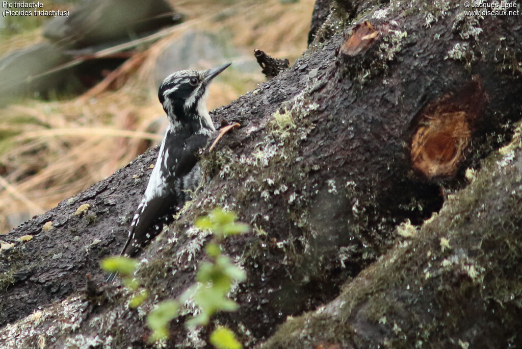 Eurasian Three-toed Woodpecker