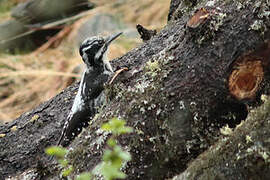 Eurasian Three-toed Woodpecker