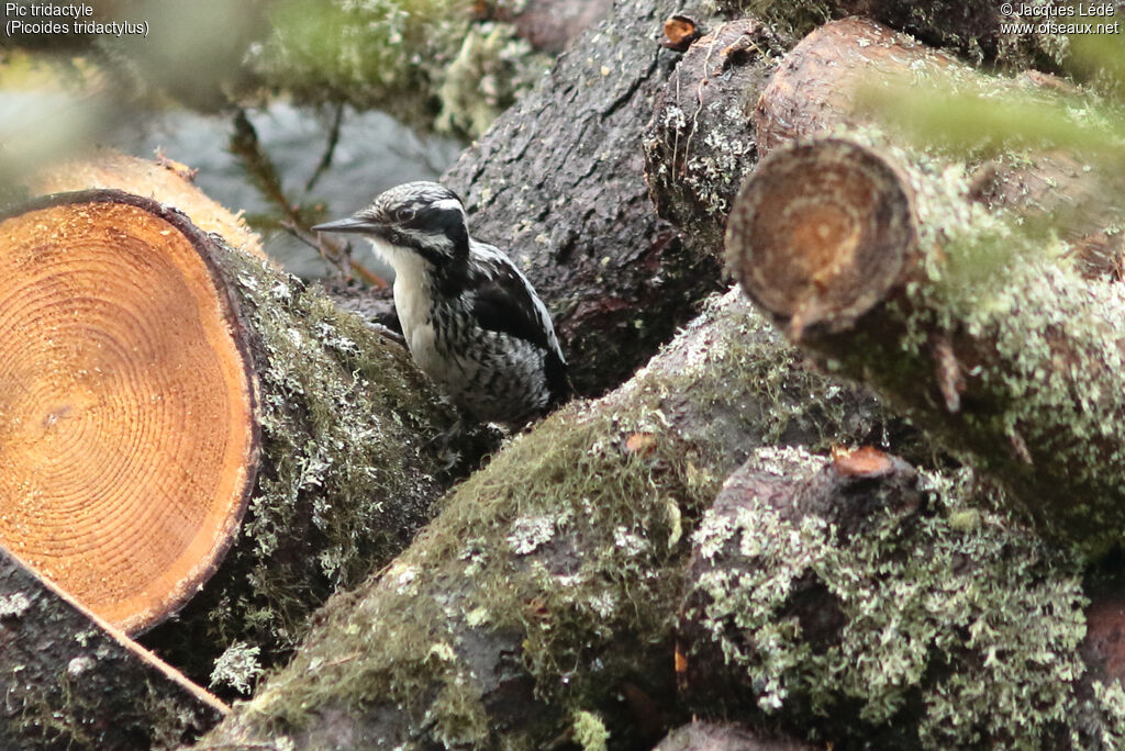 Eurasian Three-toed Woodpecker