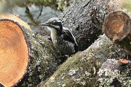 Eurasian Three-toed Woodpecker