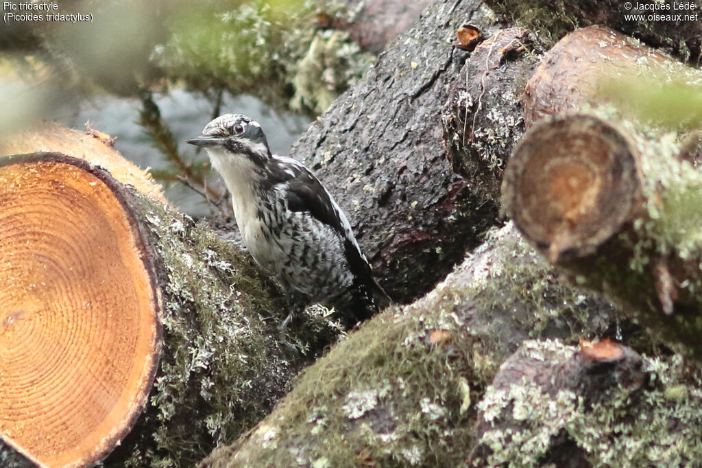 Eurasian Three-toed Woodpecker