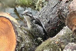 Eurasian Three-toed Woodpecker