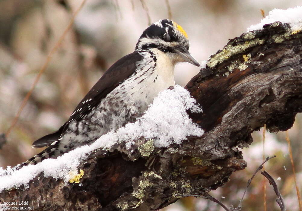 Eurasian Three-toed Woodpecker male adult, Behaviour