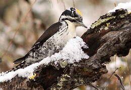 Eurasian Three-toed Woodpecker