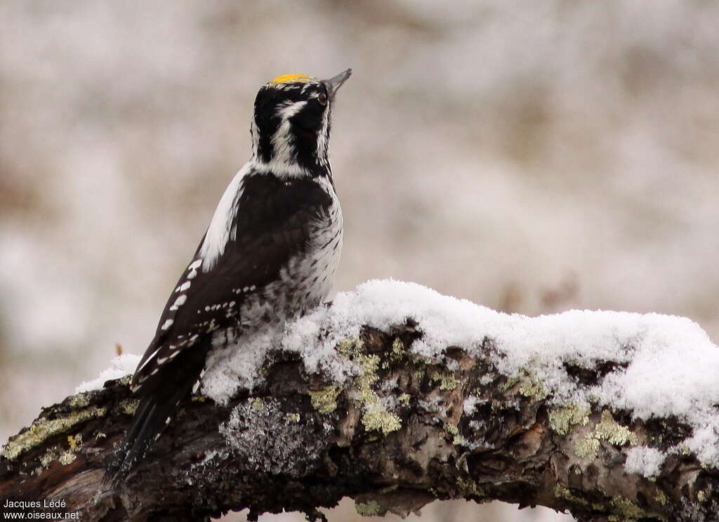 Eurasian Three-toed Woodpecker male adult, habitat, pigmentation, Behaviour