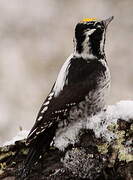 Eurasian Three-toed Woodpecker