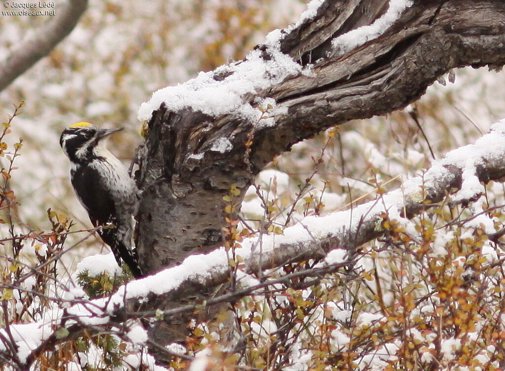 Eurasian Three-toed Woodpecker