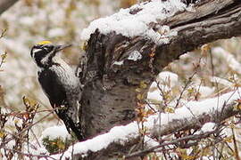 Eurasian Three-toed Woodpecker