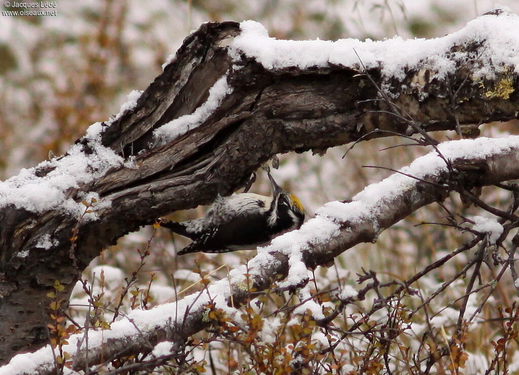 Eurasian Three-toed Woodpecker