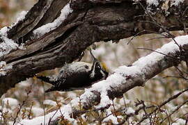 Eurasian Three-toed Woodpecker