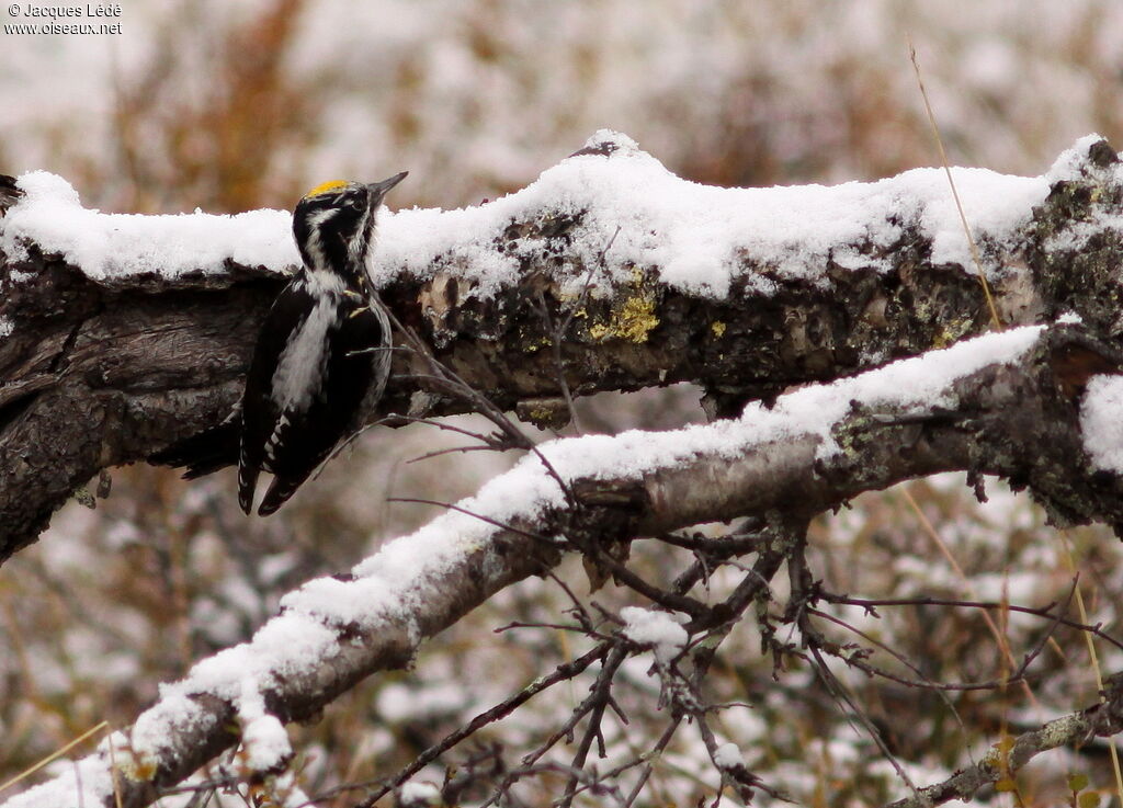 Eurasian Three-toed Woodpecker