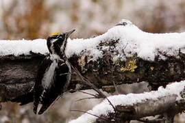 Eurasian Three-toed Woodpecker